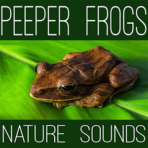 peeper frogs