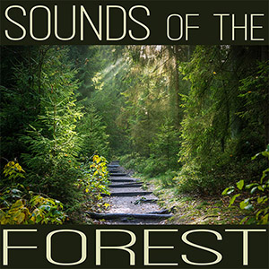 sounds of the forest